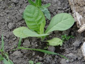 Разные. Сорт Walkers Broad Leaf. Всх.50% семян 5-6 тыс.шт