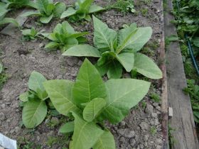 Yellow Twist Bud (берли)