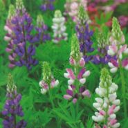 Люпин сорт "ХАРТВЕГИ"  (Lupinus hartwegii)  1.5 гр.  90 семян