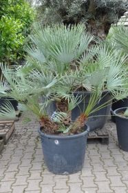 Пальма  сорт "СРЕДИЗЕМНОМОРСКАЯ СИНЯЯ"  (Chamaerops humilis var. Cerifera)   10 семян