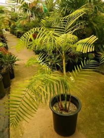 Пальма  сорт "САХАРНЫЙ ТРОСТНИК"  (Dypsis baronii)   10 семян