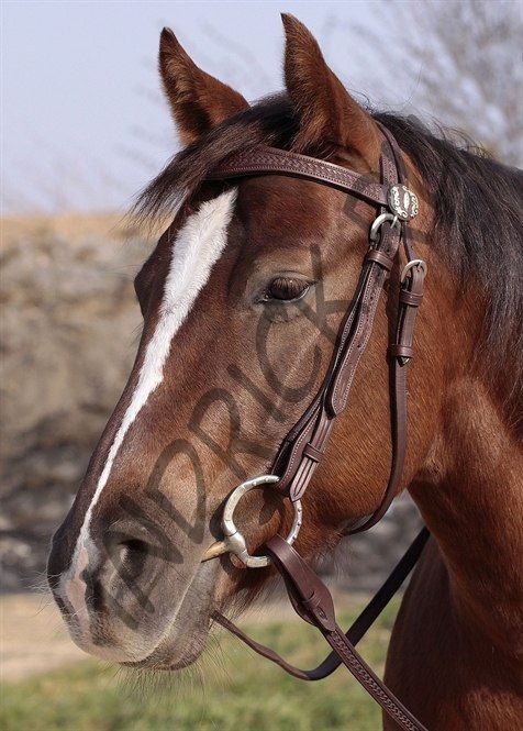 Оголовье Barefoot Missoula Nut