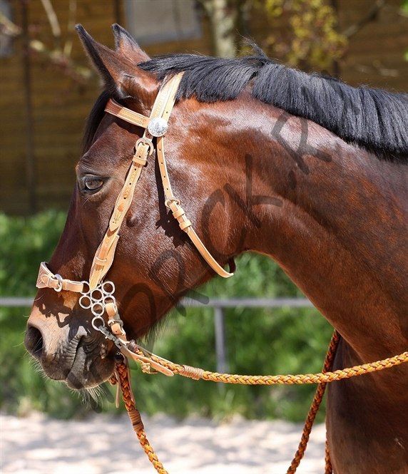 Оголовье вестерн Barefoot Virginia Rose