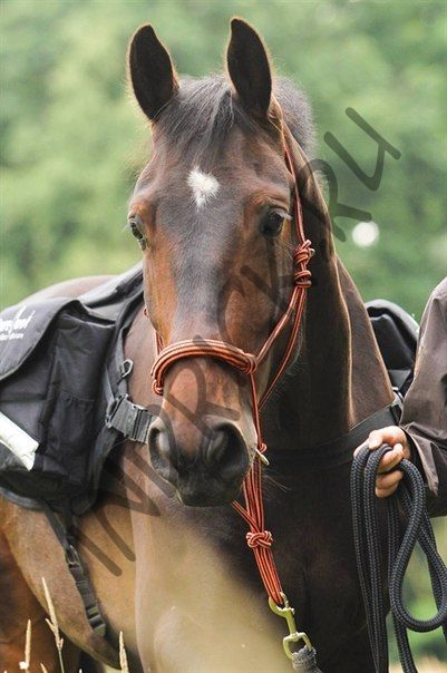 Веревочное оголовье-недоуздок BeGentle 2 в 1