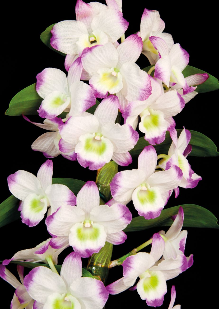 Орхидея Dendrobium Nobile