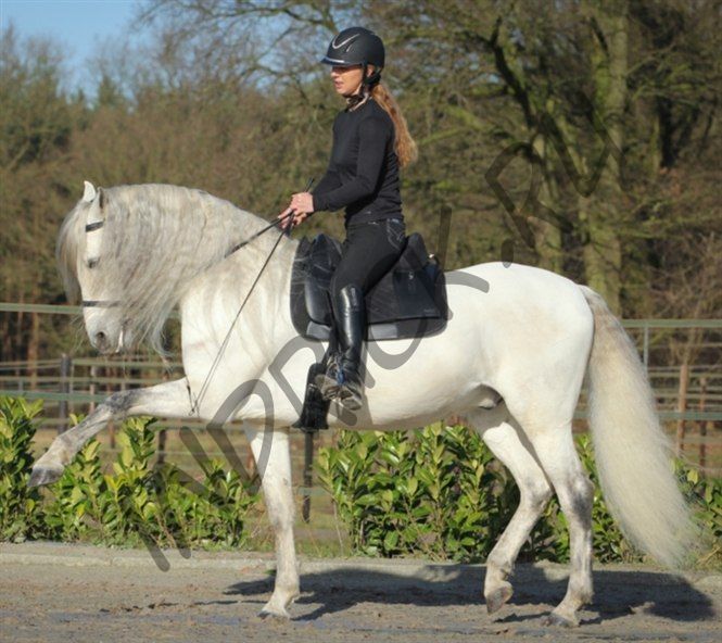 Безленчиковое седло Barefoot Madrid