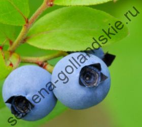 Голубика "КАНАДСКАЯ" (Vaccinium angustifolium) 10 семян