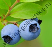 Голубика "КАНАДСКАЯ" (Vaccinium angustifolium) 10 семян