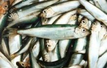 Салака 17-19 см штучная заморозка  Калининград упаковка 7 кг