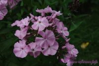 Флокс 'Мадам Др. Шарко' / Phlox 'Madame Dr. Charcot'