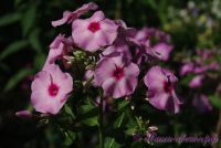 Флокс 'Мелодия любви' / Phlox 'Melodija Lubvi'