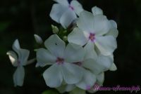 Флокс 'Принцесса Диана' / Phlox 'Princess Diana'