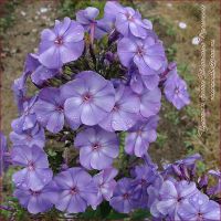 Флокс 'Фиосин' / Phlox 'Fiosin'