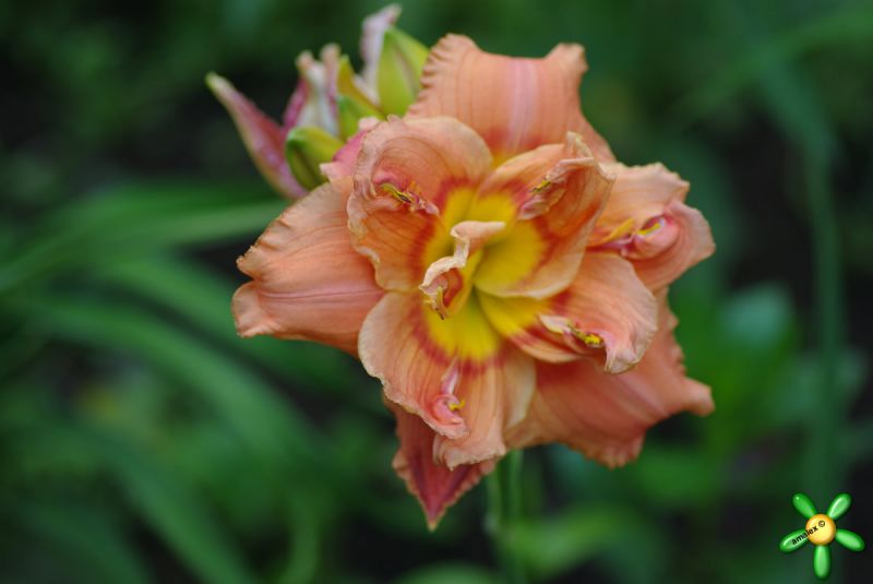 Лилейник 'Конго Корал' /  Hemerocallis 'Congo Coral'