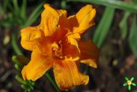 Лилейник 'Кондилла' / Hemerocallis 'Condilla'