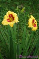 Лилейник 'Литл Кадет' / Hemerocallis 'Little Cadet'