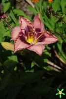 Лилейник 'Мартина Верхарт' / Hemerocallis 'Martina Verhaert'