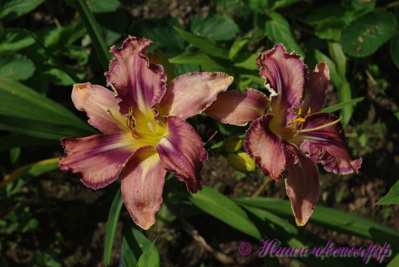 Лилейник 'Милдрейт Митчел' / Hemerocallis 'Mildred Mitchell'