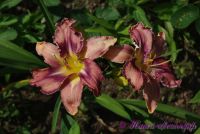 Лилейник 'Милдрейт Митчел' / Hemerocallis 'Mildred Mitchell'