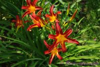 Лилейник 'Отум Ред' / Hemerocallis 'Autuumn Red'