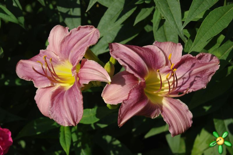 Лилейник 'Прейри Блю Айз' / Hemerocallis 'Prairy Blue Eyes'