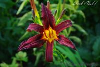 Лилейник 'Блэк Плаш' / Hemerocallis 'Black Plush'