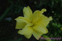 Лилейник 'Дабл Кьюти' / Hemerocallis 'Double Cutie'