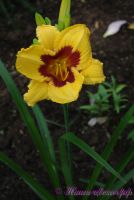 Лилейник 'Олвейс Презент' / Hemerocallis 'Always Present'