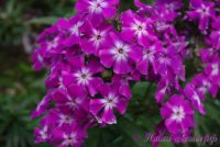 Флокс 'Александр' / Phlox 'Aleksandr'