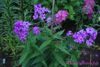 Флокс 'Андрейка' / Phlox 'Andrejka' (вар. "Ярославна")