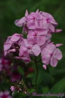 Флокс 'Байконур' / Phlox 'Baikonur'