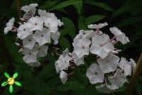 Флокс 'Белоснежка' / Phlox 'Belosnechka'