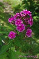 Флокс 'Венец' / Phlox 'Venec'