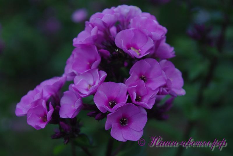 Флокс 'Голландец' / Phlox 'Gollandec'