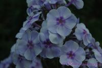 Флокс 'Голубая отрада' / Phlox 'Golubay Otrada'