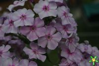 Флокс 'Гроза' / Phlox 'Groza'