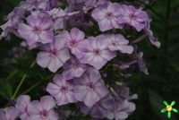 Флокс 'Гроза' / Phlox 'Groza'