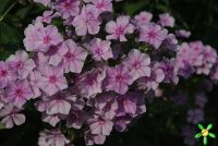 Флокс 'Гроза' / Phlox 'Groza'