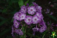 Флокс 'Гроза' / Phlox 'Groza'