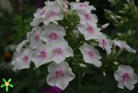 Флокс 'Европа' / Phlox 'Europa'