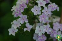 Флокс 'Жуковский' / Phlox 'Zhukovskiy'