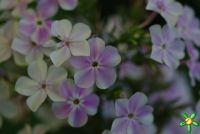 Флокс 'Жуковский' / Phlox 'Zhukovskiy'