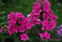 Флокс 'Зарница' / Phlox 'Zarnitca'