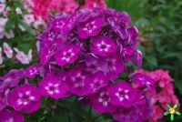 Флокс 'Катя' / Phlox 'Katja'