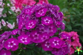 Флокс 'Катя' / Phlox 'Katja'