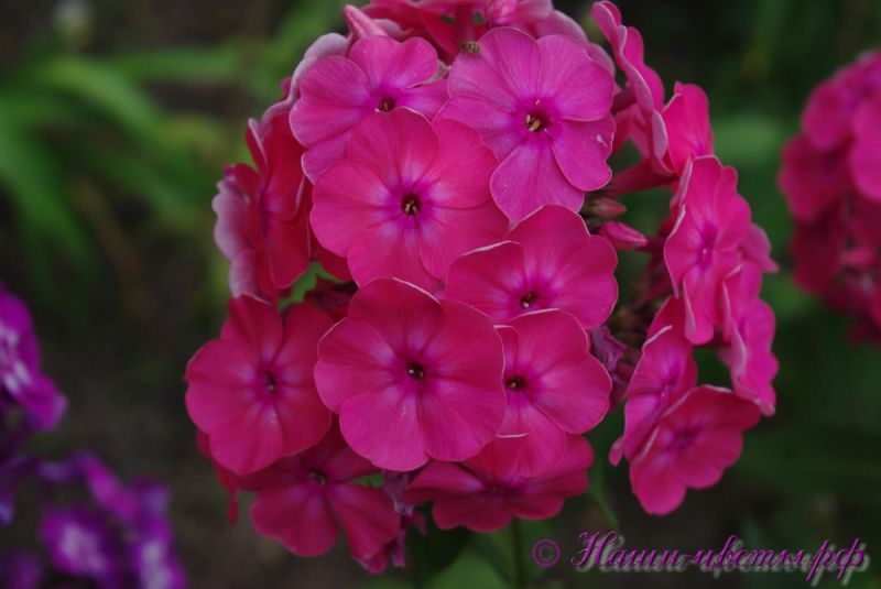 Флокс 'Королёвский' / Phlox  'Korolevskiy'