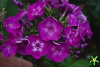 Флокс 'Литтл Лаура' / Phlox 'Little Laura'