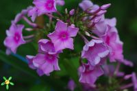 Флокс 'Манон' / Phlox 'Manon'