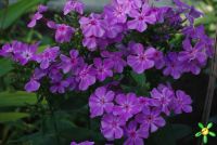 Флокс 'Мерцающий' / Phlox 'Мercaychij'