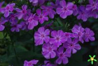 Флокс 'Мерцающий' / Phlox 'Мercaychij'